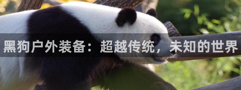 新宝gg下载官网下载