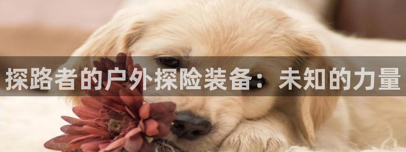 新宝gg建立团队